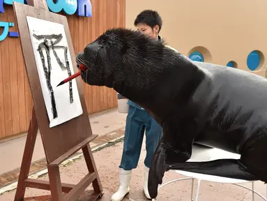 Seekor Singa Laut jantan berumur 14 tahun, yang bernama Leo berlatih bersama pelatihnya membuat aksara Tiongkok di Hakkeijima Sea Paradise akuarium di Yokohama, Tokyo, Jepang (26/12). (AFP/Kazuhiro Nogi)
