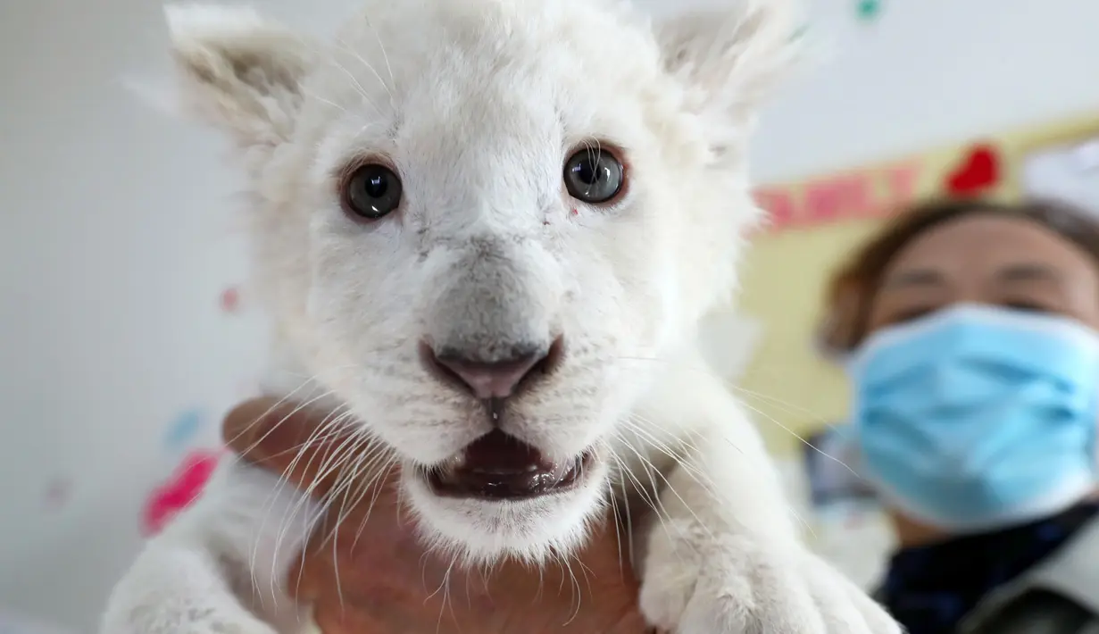 Petugas Taman Safari Hutan Nantong memegang salah satu anak singa putih kembar empat di Kota Nantong, provinsi Jiangsu, China timur, Senin (21/12/2020). Anak kembar empat berusia satu bulan diharapkan melakukan debut publik pertama mereka Sabtu ini. (Photo by STR / AFP)