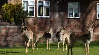 Kawanan rusa jenis fallow (Dama dama) mencari rumput di depan halaman perumahan di Harold Hill, London, 4 April 2020. Rusa yang diyakini berasal dari Taman Dagnam itu kini berada di dekat area perumahan yang sepi saat Inggris memberlakukan lockdwon selama pandemic corona Covid-19. (Ben STANSALL/AFP)