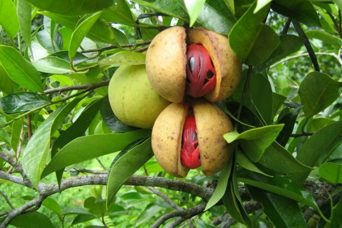 [Bintang] Buah Pala
