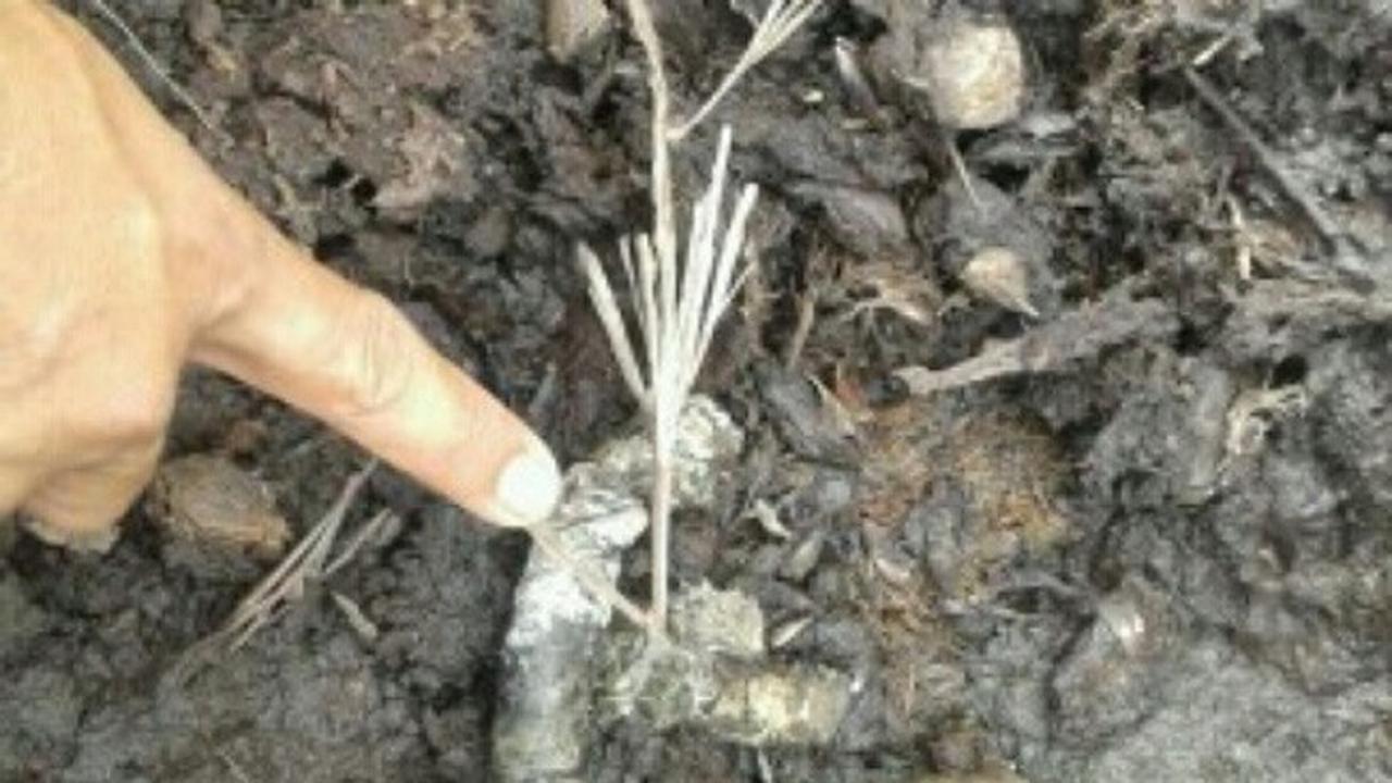 Harimau Sumatera Betina Bikin Resah, Warga Diminta Tak Gegabah 