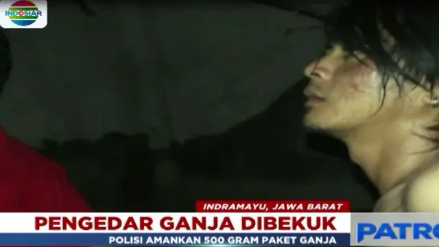 Polisi Amankan Pria Pengedar Ganja Asal Indramayu