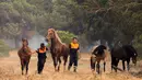 Petugas pertahanan sipil menyelamatkan sejumlah kuda dari kebakaran hutan di dekat Mazagon, Spanyol selatan, Minggu (25/6). Kebakaran hutan itu mengancam Taman Nasional Donana, salah satu cagar alam negara yang paling penting. (AP Photo/Alberto Diaz)
