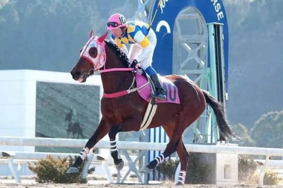 Haru Urara: Profile of the Legendary Racehorse Who Died at 29