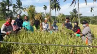 Kementerian Pertanian menggenjot produktivitas padi di Tanah Air untuk memenuhi kebutuhan pangan.