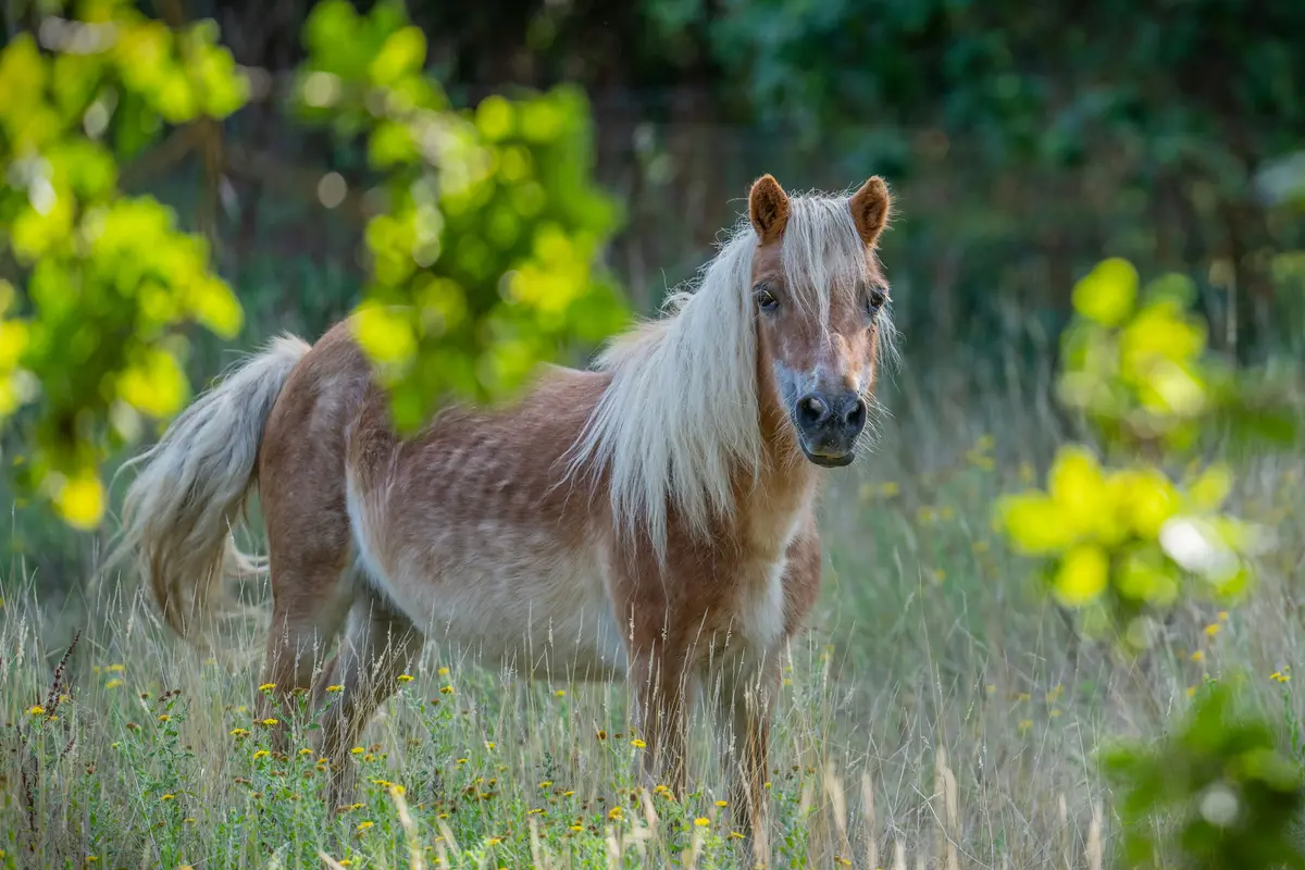 Kuda Poni Kesayangan Disumbangkan ke Kebun Binatang, Jadi Makanan Predator