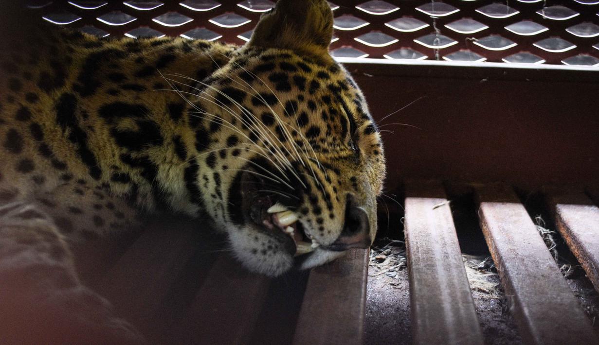 Seekor macan tutul liar membuat heboh pengunjung dan pegawai salah satu penginapan di Jalan Padasaluyu, Kecamatan Sukasari, Kota Bandung, Senin (6/10/2025) pagi. (Timur Matahari/AFP)