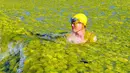 Wisatawan berenang di antara ribuan ton ganggang yang menutupi pantai di Qingdao, Provinsi Shandong, China, 22 Juli 2015. Fenomena alam yang ekstrem ini memang sudah menjadi agenda tahunan sejak 2007 silam di pantai tersebut. (AFP PHOTO CHINA OUT)