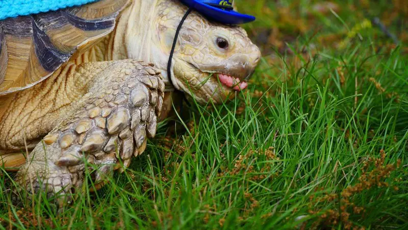 Populernya Henry si Kura-kura di Central Park, New York 