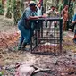 Petugas memasang kandang jebak dengan umpan bangkai sapi yang telah diterkam harimau sumatra. (Liputan6.com/M Syukur)