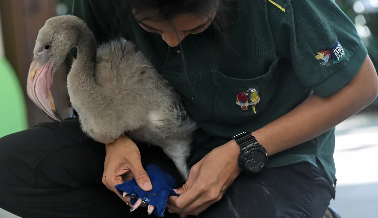 Warna Flamingo Pink - Bayi flamingo terlahir abu-abu - kitiranmedia.com