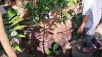 Babi Hutan Ngamuk Seruduk 2 Orang hingga Terluka di Sukamakmur Bogor