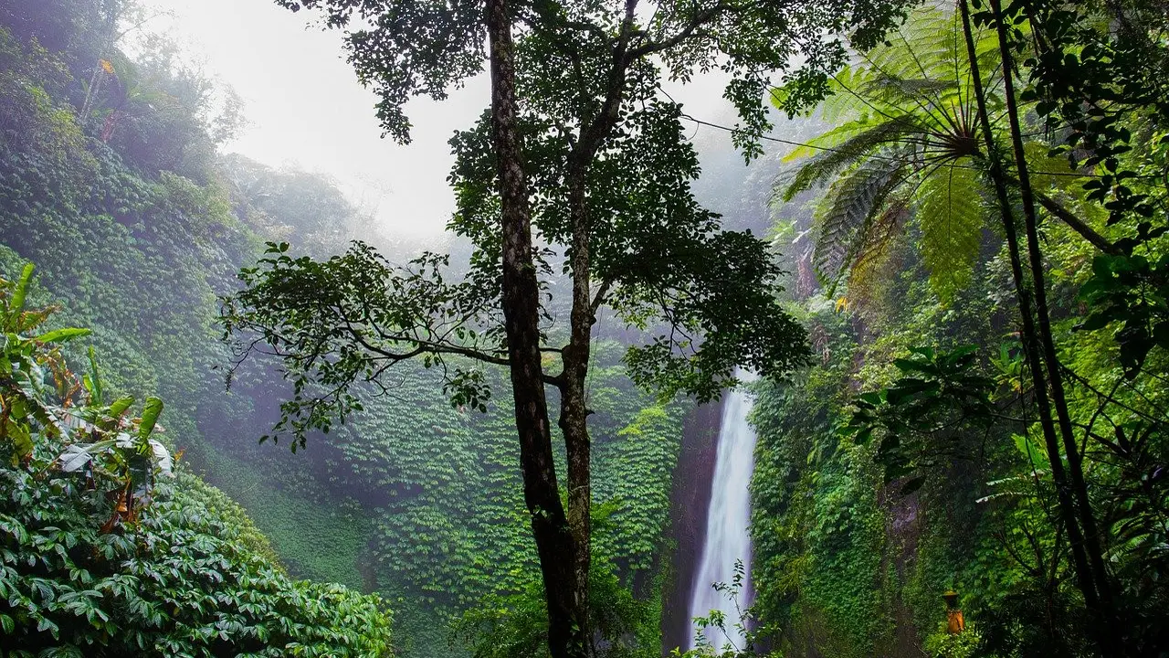 Hari Hutan Hujan Dunia, Pentingnya Ekosistem untuk Mencegah Wabah