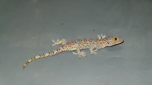 Ilustrasi Cicak