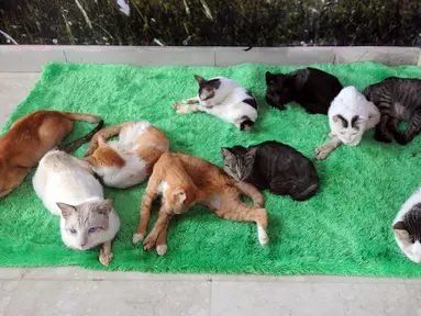 Kucing-kucing disabilitas bersantai di Rumah Blendy untuk Kucing Disabilitas di kawasan Sawangan, Depok, Jawa Barat, Kamis (15/12/2021). Rumah Blendy untuk Kucing Disabilitas menampung sekitar 70 kucing yang cacat dan terlantar. (merdeka.com/Arie Basuki)