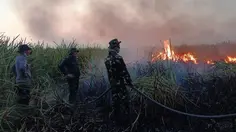 Karhutla di TN Way Kambas Capai 802 Hektare, Water Bombing Disiapkan