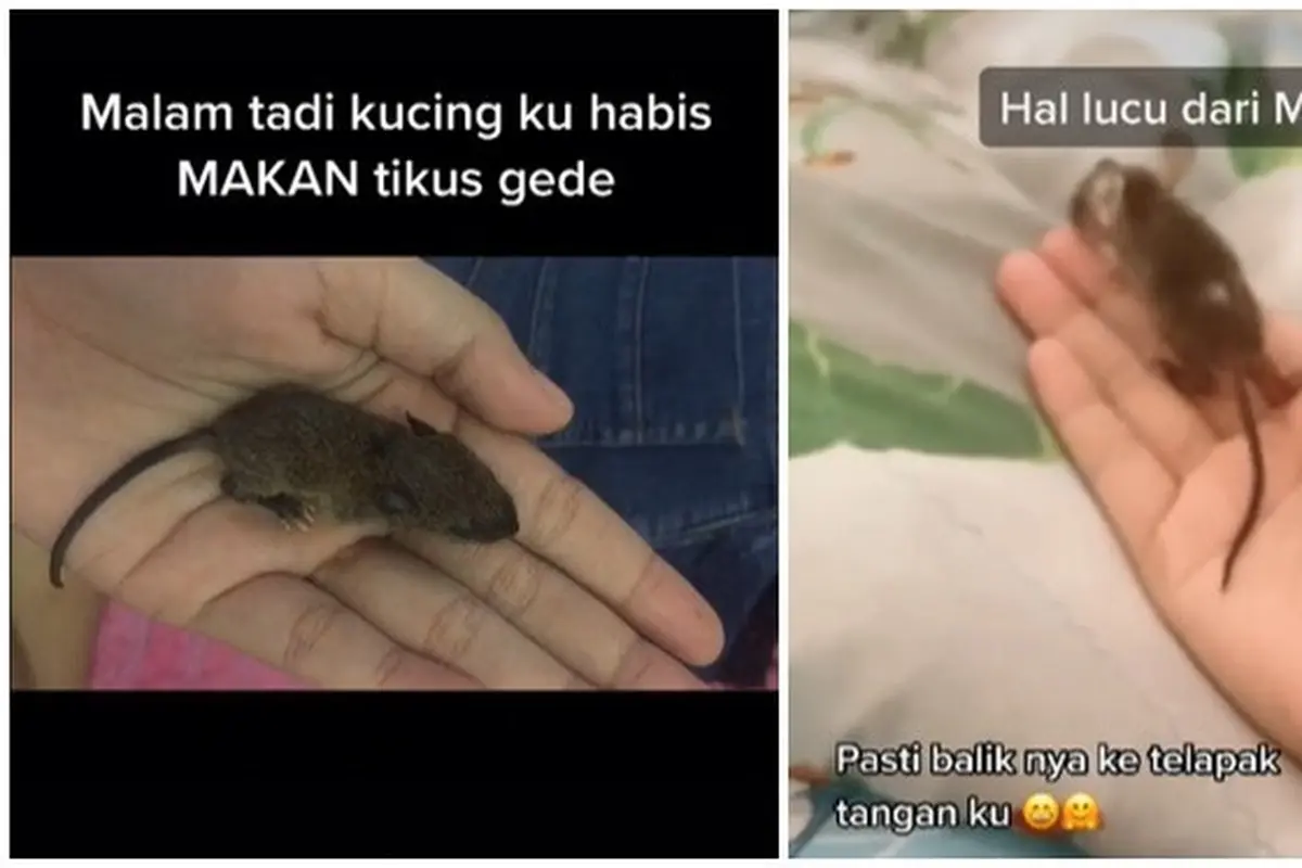 Kasihan Sang Induk Dimangsa Kucingnya, Cewek Ini Pelihara Anak Tikus Got