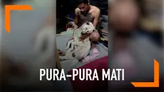 Ini adalah momen lucu di mana seekor anjing pura-pura mati ketika tahu sang pemilik mengajaknya mandi. Anjing itu pun lantas membiarkan tubuhnya lemas dan jatuh. Bak seekor anjing yang akan mati.