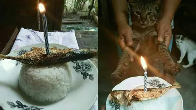 6 Potret Perayaan Ulang Tahun Kucing Ini Bikin Tepuk Jidat