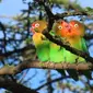 Jenis Lovebird (Photo by Michael Wilcox on Unsplash)