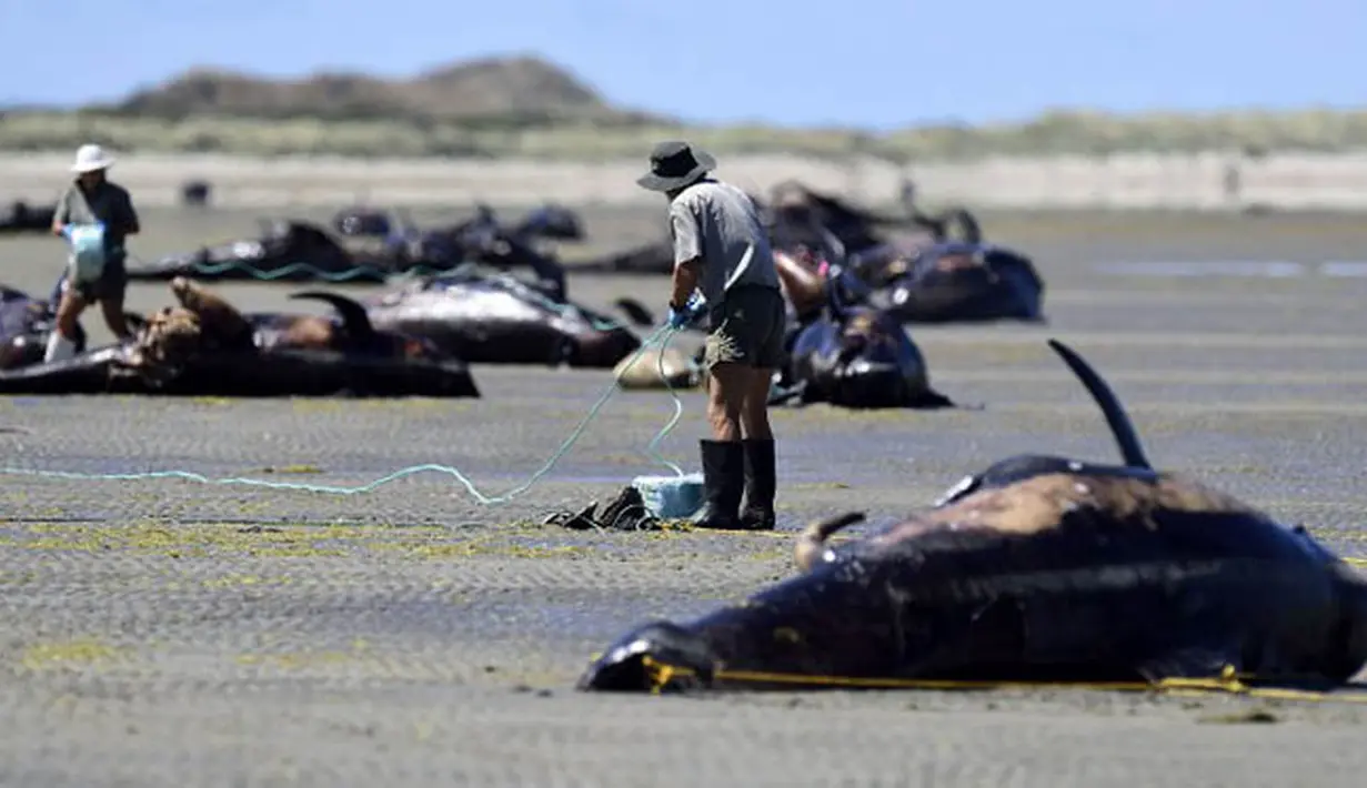Sejumlah petugas Departemen Konservasi mengevakusi bangkai paus pilot yang tergeletak di sebuah pantai terpencil di Farwell Spit, di ujung utara Selandia Baru, Selasa (17/2). (AFP/Marty Melville)