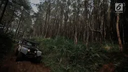 Mobil offroad 4x4 klasik Land Rover melewati hutan pinus menuju trek Sukawana-Cikole di Kab Bandung Barat, Jawa Barat, Jumat (19/10). Wisata offroad ini menjadi salah satu destinasi wisata yang dapat memacu adrenalin. (Liputan6.com/Faizal Fanani)