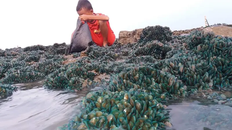 Kerang Hijau