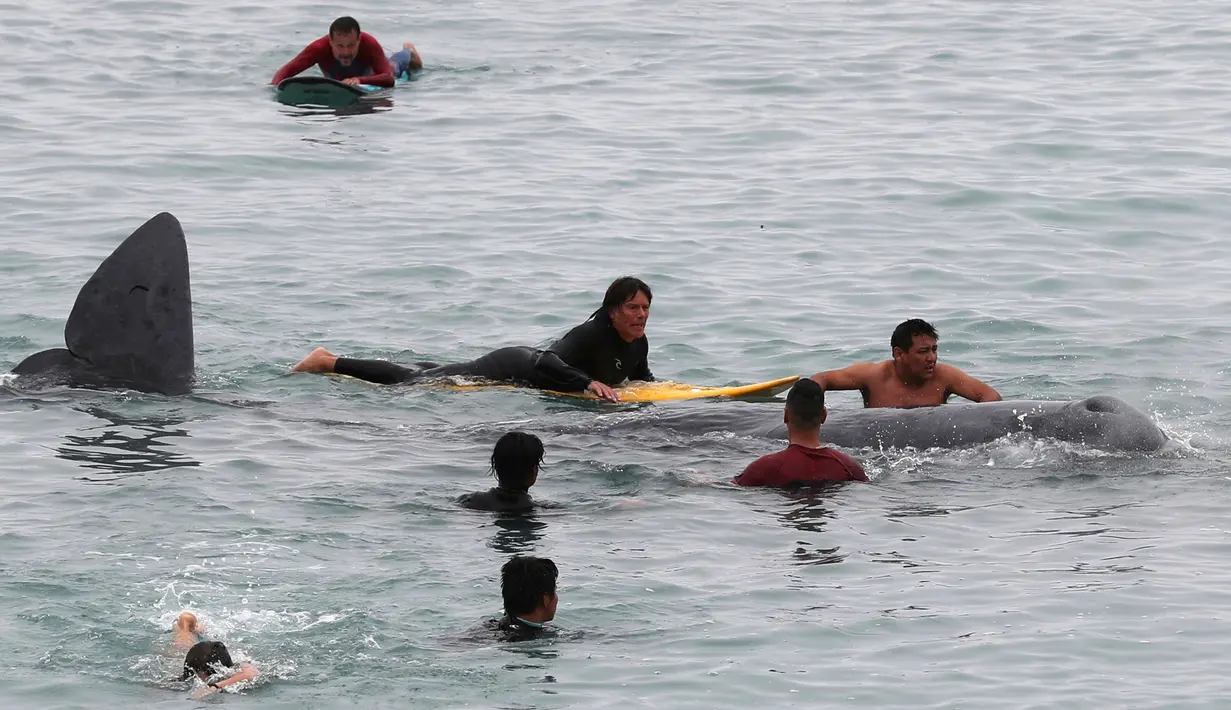 Peselancar membantu paus sperma terluka yang terdampar di perairan San Bartolo, Peru, Selasa (20/8/2019). Paus sperma muda dengan panjang sekitar empat meter tersebut terdampar sejak pagi hari. (AP Photo/Martin Mejia)