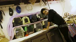 Nora Lifschitz (28), ketika memeriksa beberapa kelelawar dalam kurungan di rumahnya di Tel Aviv, 22 Februari 2016. Lifschitz mengobati, memberi makan dan menampung sementara waktu kelelawar-kelelawar sampai dilepas kembali ke alamnya. (REUTERS/Baz Ratner)