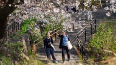 Orang-orang memandang pohon sakura di sebuah taman di Tokyo pada Senin 30 Maret 2026. Akhir Maret hingga awal April, bunga Sakura di taman-taman Tokyo bermekaran. (Yuichi YAMAZAKI/AFP)