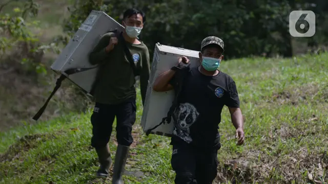 Melepasliarkan Kukang Jawa