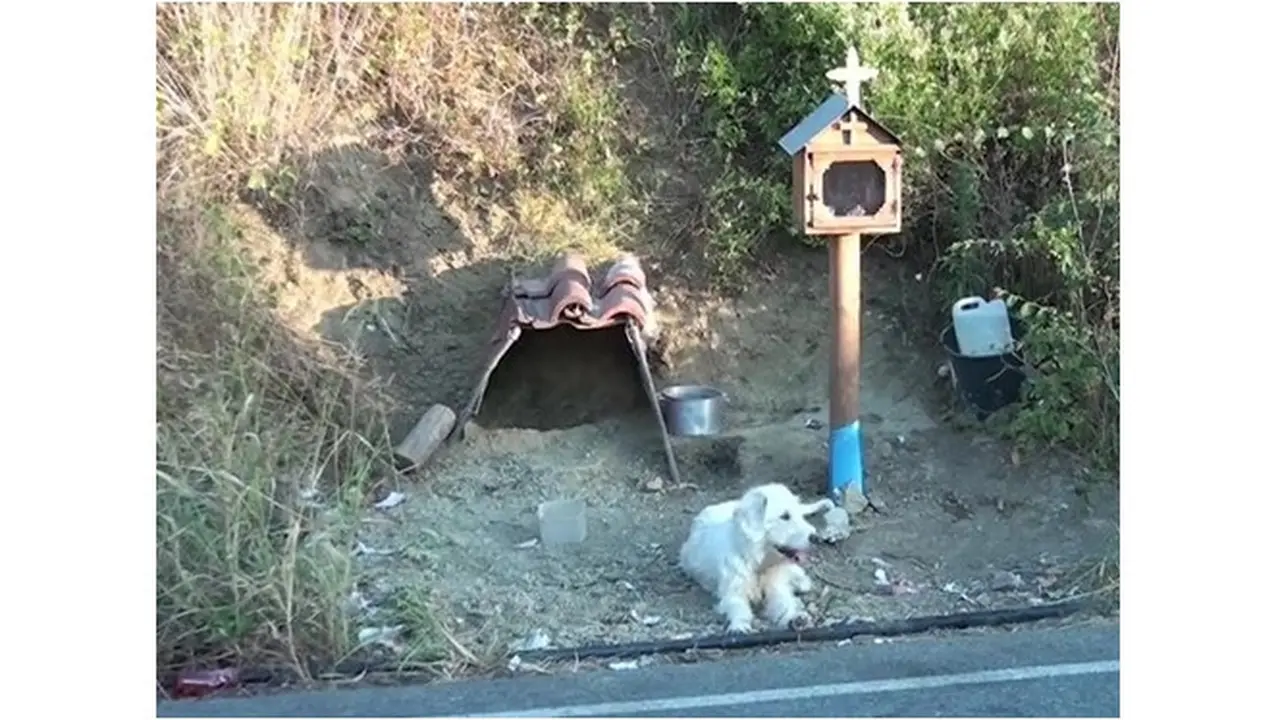 Terlalu Setia, Anjing Ini Tetap Berada di Tempat Sang Majikan Kecelakaan Selama 18 Bulan