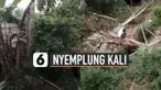 Nasib apes dialami seorang pria saat menebang pohon pisang.