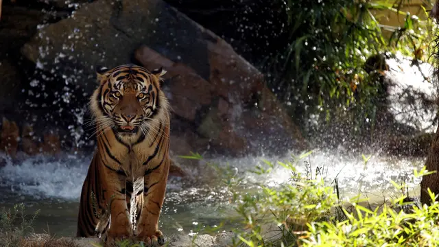 Harimau Sumatera