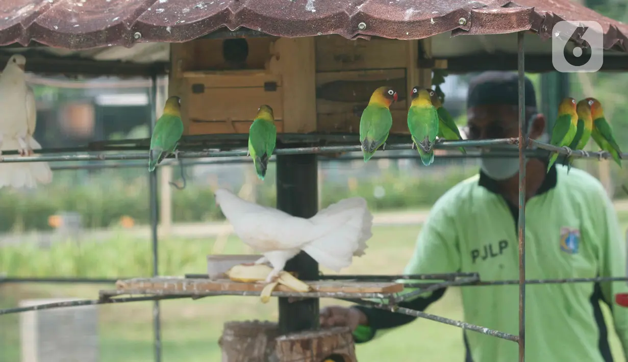 Pekerja merawat satwa di dalam kawasan Taman Jalur Hijau Kosambi, Jakarta Barat, Sabtu (8/1/2022). Di taman ini bukan hanya ruang terbuka hijau yang sangat bagus untuk berswafoto tetapi juga terdapat berbagai macam hewan untuk mengedukasi anak-anak yang datang berkunjung. (Liputan6.com/Angga Yuniar)