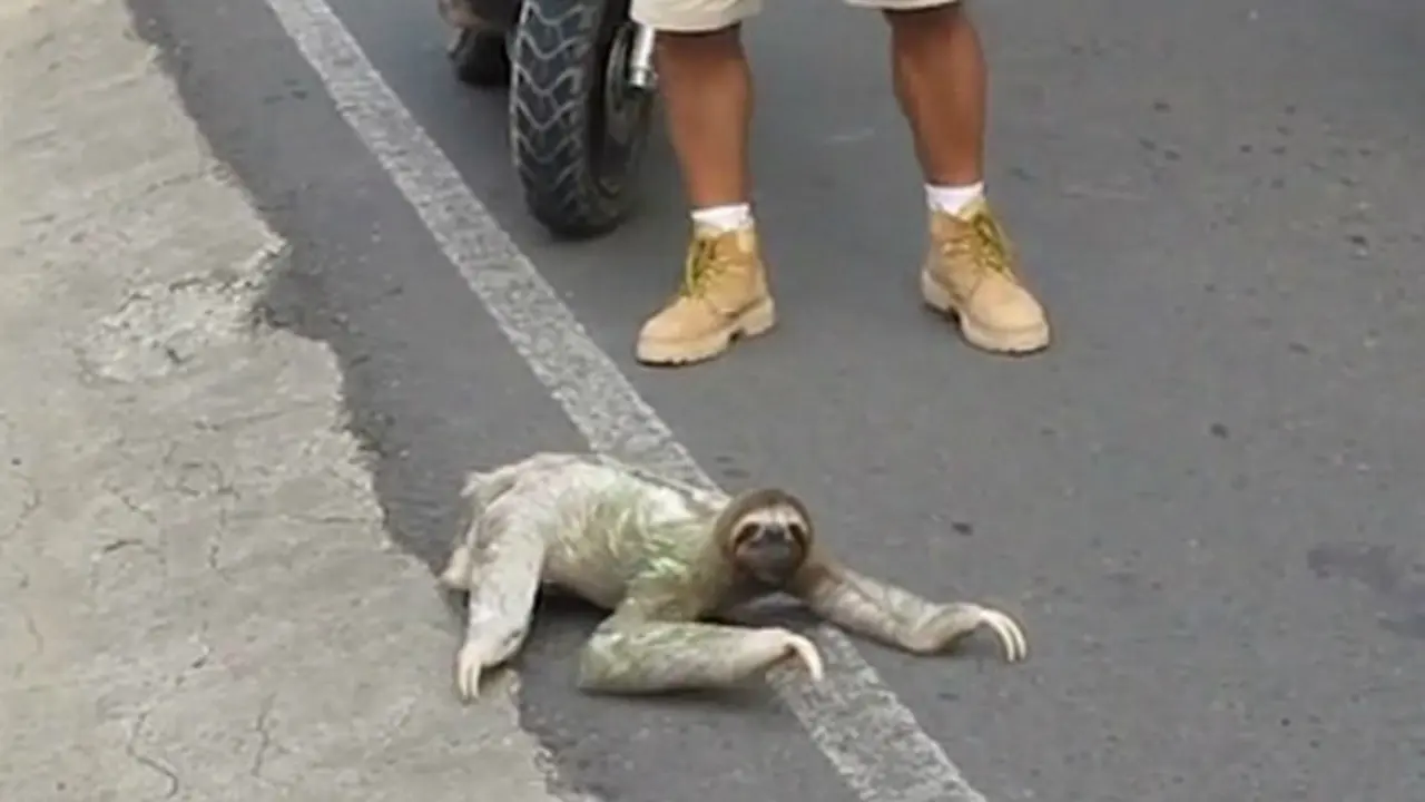 Nampak kungkang sedang berusaha menyeberang jalan, sementara pengendara motor berhenti di belakangnya (Foto: YouTube/mermaid5651).