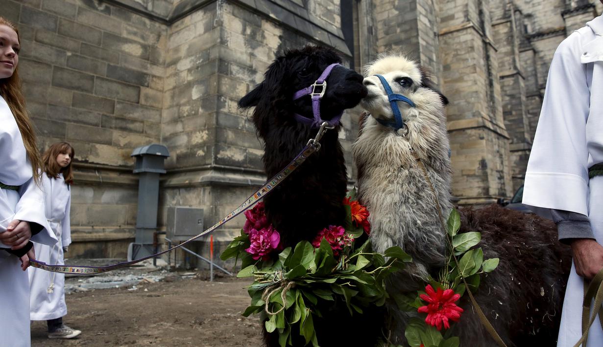 Dua alpacas menunggu untuk diberi pemberkatan pada 31st annual Feast of Saint Francis di gereja Katredal Santo John the Divine, New York, Minggu (4/10/2015). (REUTERS/Elizabeth Shafiroff)