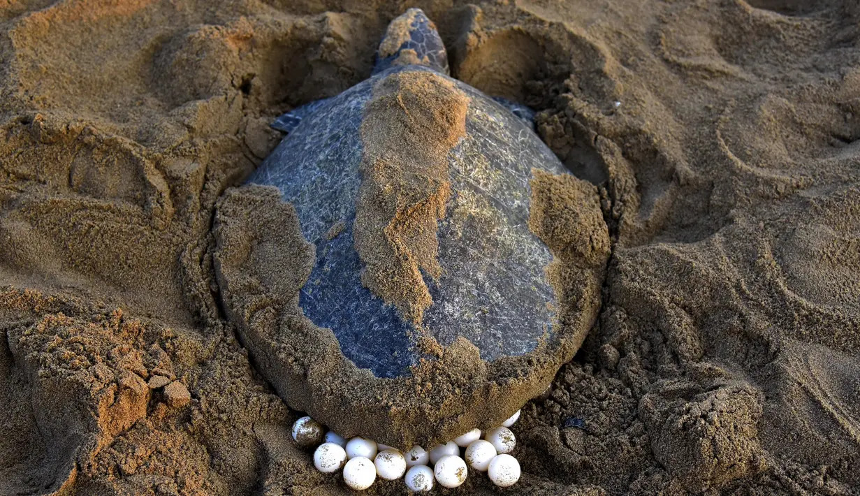 Penyu Hijau (Olive Ridley) bertelur di Pantai Rushikulya, India, Kamis (16/2). Pantai Rushikulya menjadi salah satu pantai yang paling sering didatangi ribuan penyu hijau untuk meletakkan telurnya. (AFP PHOTO / ASIT KUMAR)