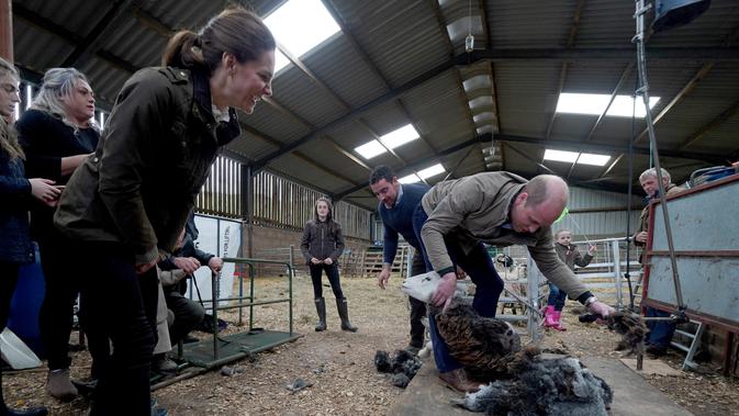 Duke of Cambridge Pangeran William (kanan) mencukur bulu domba disaksikan Duchess of Cambridge Kate Middleton saat berkunjung ke Deepdale Hall Farm, sebuah peternakan domba tradisional di Patterdale, Cumbria, Inggris, Selasa (11/6/2019). (Owen Humphreys/POOL/AFP)