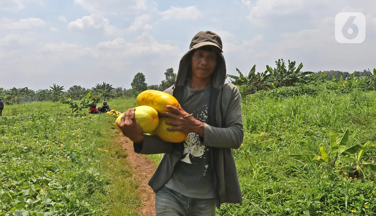 Petani membawa timun suri hasil panen di kawasan Rangkapan Jaya Baru, Pancoran Mas, Depok, Jawa Barat, Selasa (13/4/2021). Buah tersebut dijual dengan harga Rp 15.000 hingga Rp 20.000 tergantung ukuran. (Liputan6.com/Herman Zakharia)