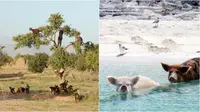 5 Hewan Ini Tinggal di Tempat Tidak Terduga, Kambing Pohon hingga Babi Laut