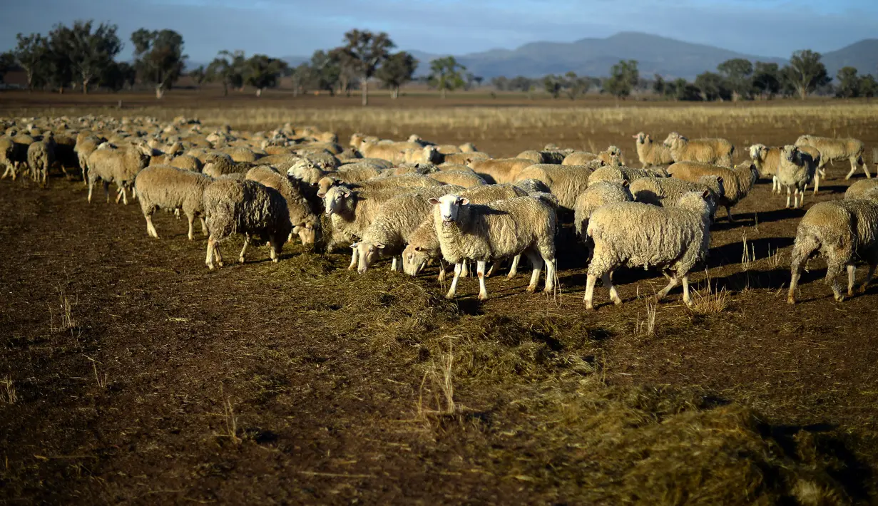 Kawanan domba mencari makan di padang yang terdampak kekeringan di Duri, New South Wales, 7 Agustus 2018. Australia Tenggara dilanda kekeringan lebih parah daripada yang pernah diingat sebagian besar warga. (SAEED KHAN/AFP)