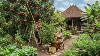 Pohon Buah Kerdil vs Pohon Besar, Mana yang Menghasilkan Buah Lebih Berkualitas?