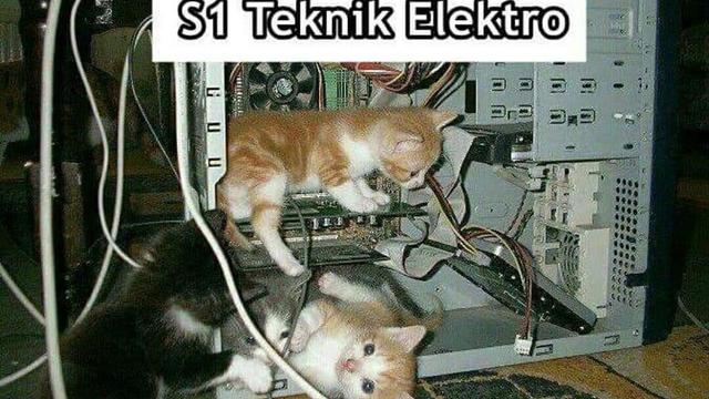 7 Meme Kelakuan Kucing Kalau Jadi Anak Kuliahan Bikin Ngakak