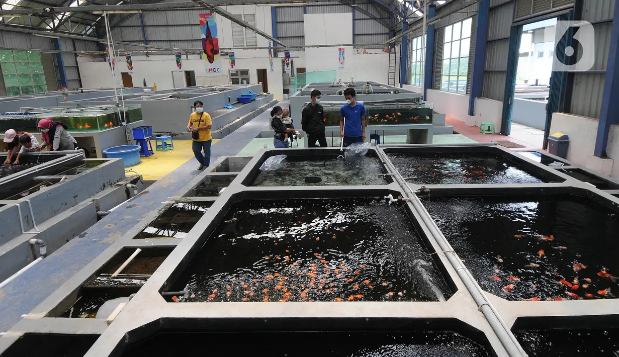 Suasana Pusat Koi dan Maskoki Nusantara di Raiser Ikan Hias Cibinong, Bogor, Jawa Barat, Sabtu (9/10/2021). Pusat Koi dan Maskoki Nusantara di Raiser Ikan Hias Cibinong menyedikan ikan mas koki dan koi dengan harga Rp 50 ribu - Rp 25 juta per ekor. (merdeka.com/Arie Basuki)