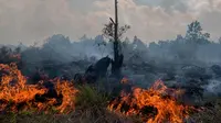 Api yang melalap lahan gambut di Pekanbaru, Provinsi Riau, (1/2). Lokasi ini merupakan salah satu dari 73 titik api yang terdeteksi menyebabkan kabut asap di pulau Sumatera. (AFP Photo/Wahyudi)