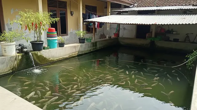 Ilustrasi Budidaya Ikan Mujair