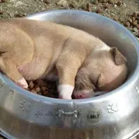 Anjing-anjing ini tidur dengan nyenyak di manapun mereka bisa.