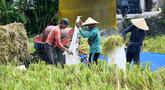 Para petani sedang mengirik padi hasil panen di Denpasar, Bali, pada Kamis 30 April 2026. Pemerintah Provinsi Bali menargetkan luas panen sawah pada musim tanam (MT) II tahun 2026 mencapai lebih dari 124 ribu hektare. (SONNY TUMBELAKA/AFP)