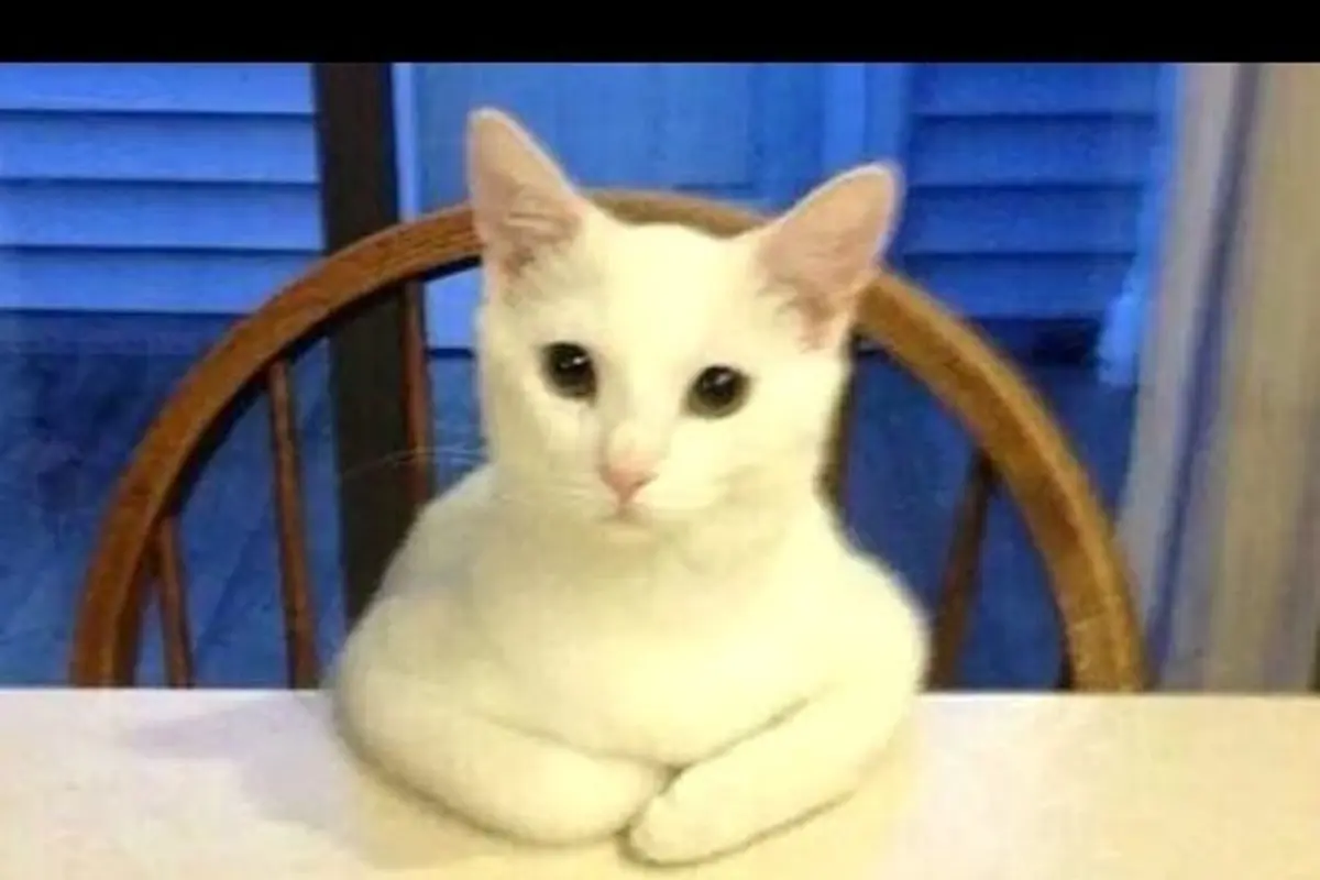 Lucunya Kucing Ini Bertingkah Layaknya Manusia